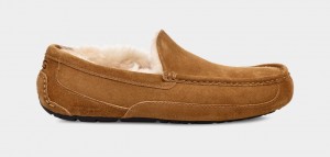 Ugg Ascot Tofflor Herr Bruna | EA0346857