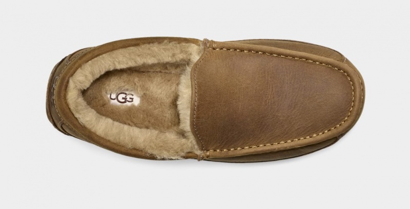 Ugg Ascot Matte Läder Mockasiner Herr Bruna | EJ7482513