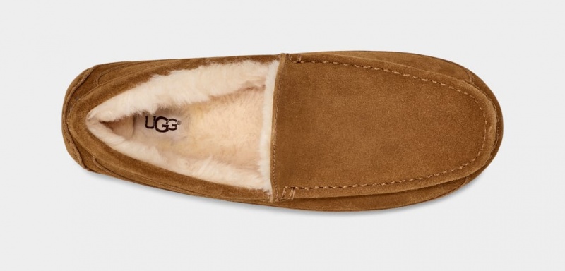 Ugg Ascot Mockasiner Herr Bruna | NJ9862573